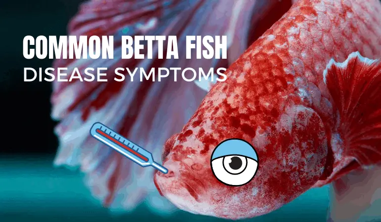sick betta fish dropsy