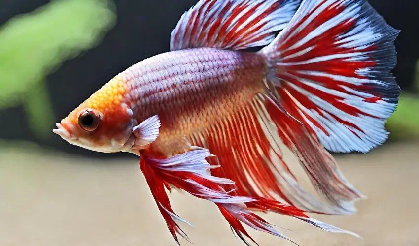 Can Betta Fish Have Seizures photo