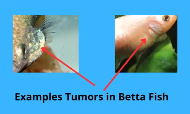 Tumors in Betta Fish: Separating Myths from Facts