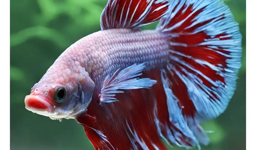 Ulcer on Betta Fish 2024