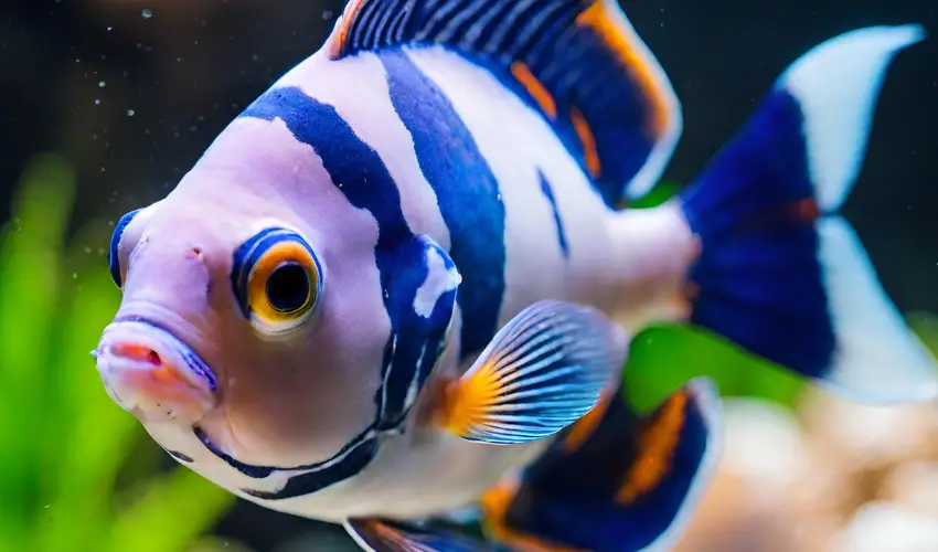 The Best 5 Fish With Big Forehead That Amaze (With Pictures)