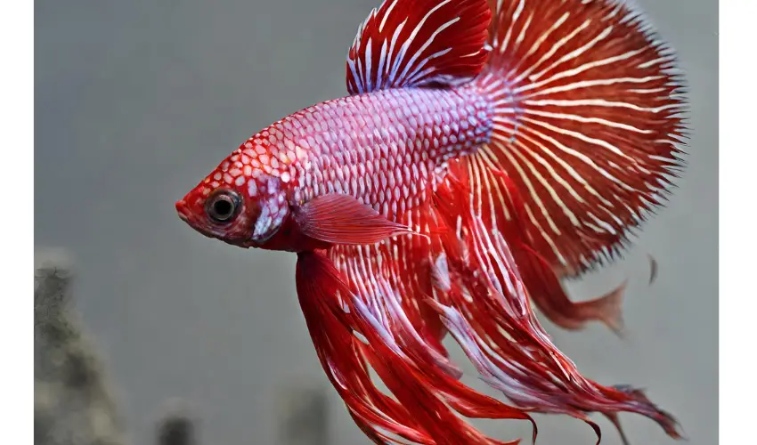 pregnant betta fish photo