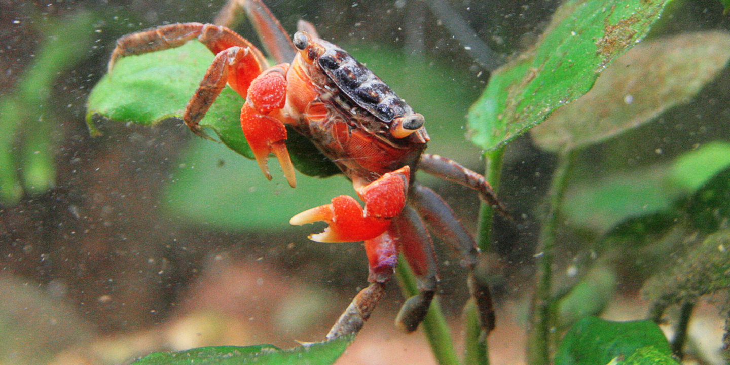 Fish with Crab Claws photo