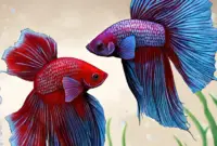 Two Female Betta Fish photo