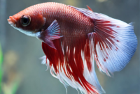 can female betta fish lay eggs without a male photo