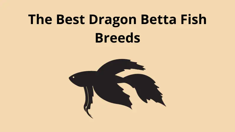 dragon betta fish breeds photo