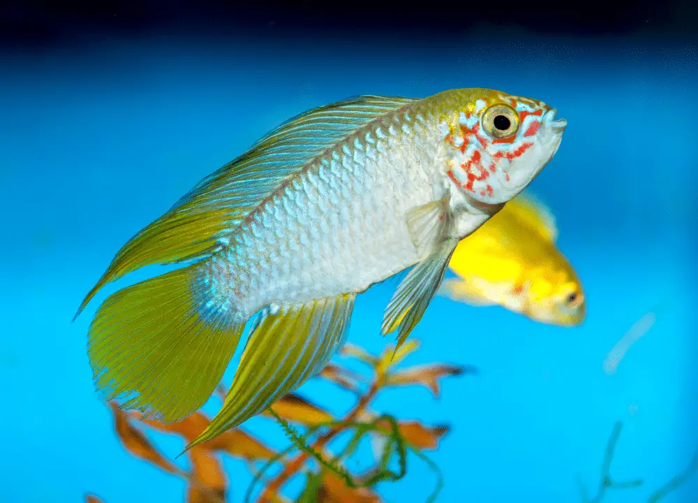 Colorful World of Apistogramma Macmasteri: Care and Facts