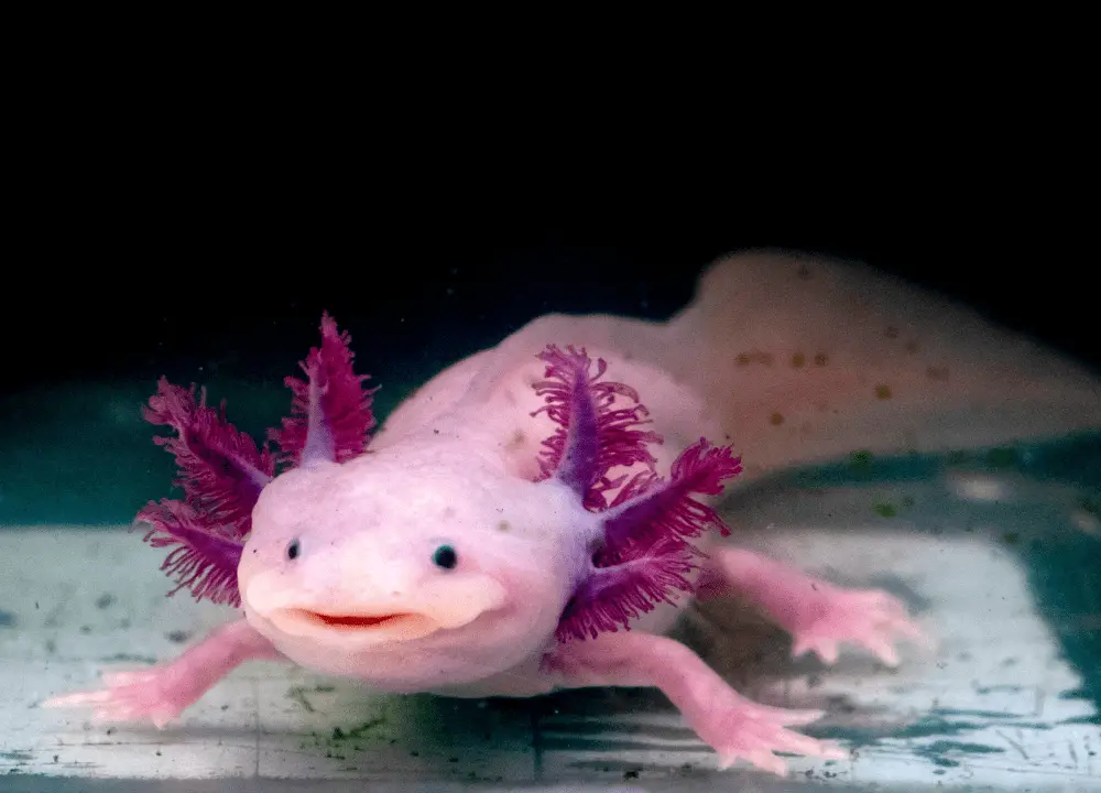 Axolotls photo