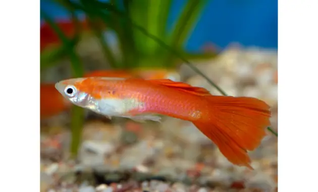 Guppies Fish photo