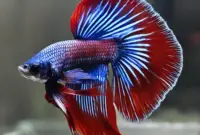 fantail betta photo